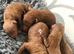 KC RED TOY POODLE STUD