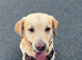 Golden Labrador