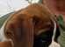 Boxer Stud Dog