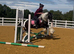 14.2 bombproof ride and drive mare