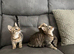 Bengal xxx kittens
