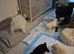 MALTAPOO