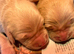 Golden Retriever Puppies ready now