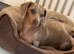 Miniature dashshund female Izzy