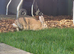 Hazel & Harper &ndash; Bonded Mother & Daughter Rabbits Looking for a Loving Home