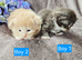 Kittens ready 17/10/26