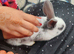 Pure English spot black and grey rabbit babies