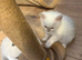 Ragdoll kittens