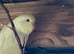 Young budgies