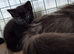 Russian Blue Ragdoll X Bengal