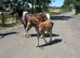 Lovely mare and filly foal for sale
