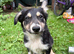 Border Collie Pups