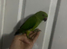 3x tame ringnecks