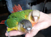 TWO yellow sided conures hand reared