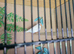 Beutifull zebra finches