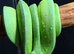 manokwari green tree python and full setup