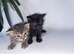 Adorable Kittens Looking for Loving Homes – £30 Each