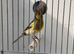 2025 male canary started to sing
