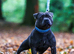 Blue Staffordshire bull terrier stud