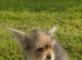 2 female yorkies ready for their forever home