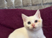 Gorgeous British Shorthairs kittens