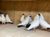 German helmet pigeons