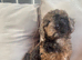 Cockapoo girl puppies ready now