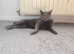 Stud / Reproductive Pedigree British Blue Male