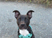 Puppy staffy cross