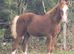 WELSH SECTION D CHESTNUT COLT FOAL