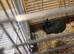 Beautiful Netherland Dwarf Doe