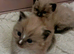 RAGDOLL KINGS