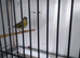 2026 British birds