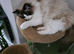 Seal point ragdoll