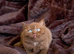 Ready now cinnamon British shorthair kittens