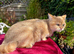 Vaccinated Golden Female Kitten