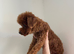 Deep red female Asian toy poodle