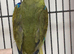 Blue wing parakeets