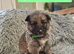 German shepherd pups