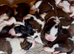 Beautiful KC registered show quality Puppies