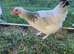 Point of lay (POL) Hybrid Layer Hens