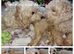 Cavapoochon