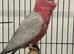 Hand Reared Baby Galah Cockatoos