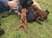 Spaniel puppies