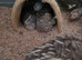 I have female quail for sale