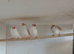 Zebra finches
