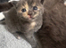 Gorgeous Grey kittens