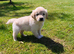 KC Golden Retrievers