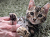 Pedigree Bengal Kitten TICA, ready now!