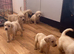 Labrador puppies